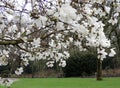 Magnolia Lebner, Magnolia Ãâ loebneri Merrill